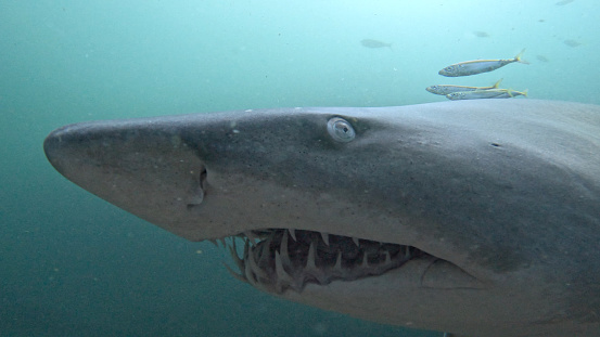 Grey nurse shark eye and teeth