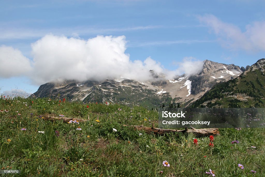 Горный луг wildflowers - Стоковые фото Glacier Peak Wilderness Area роялти-фри