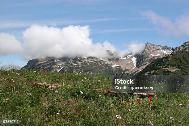 Горный Луг Wildflowers — стоковые фотографии и другие картинки Glacier Peak Wilderness Area - Glacier Peak Wilderness Area, Без людей, Бревно