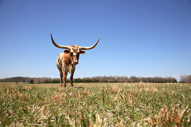 longhorn de texas en pantorrilla derecha/vaca - beef cattle farm calf summer fotografías e imágenes de stock