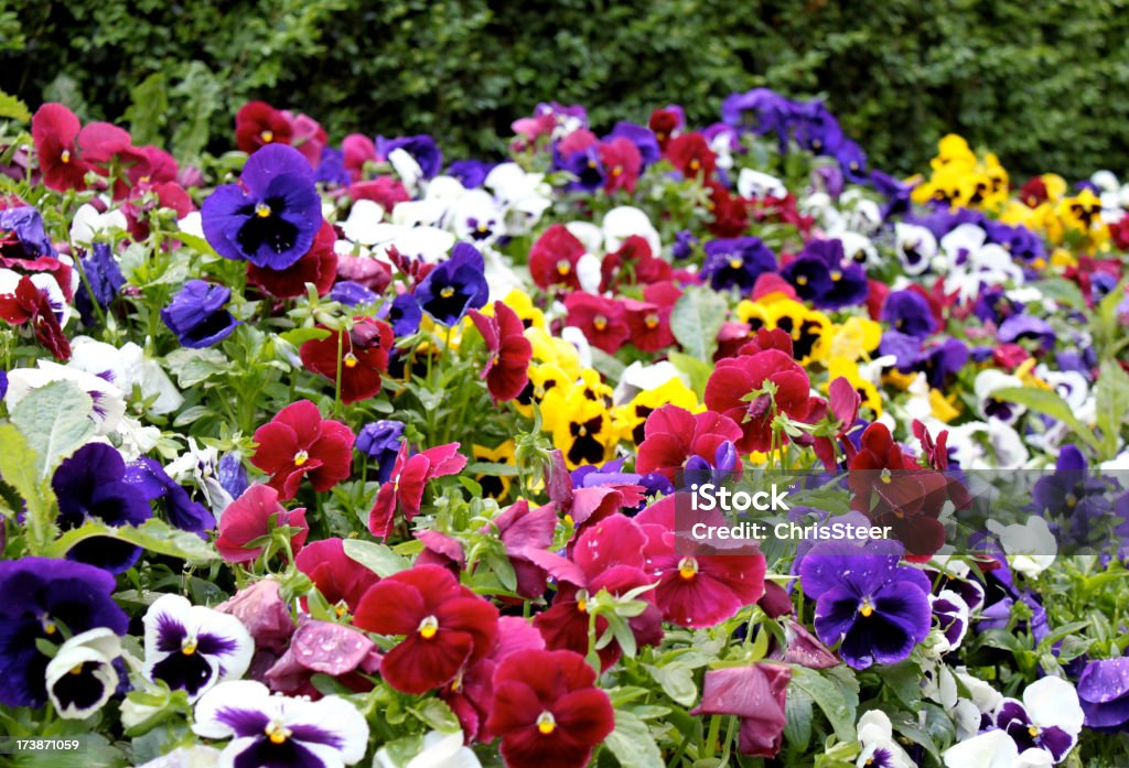 Infinitas por pensamientos - Foto de stock de Pensamiento - Flor libre de derechos