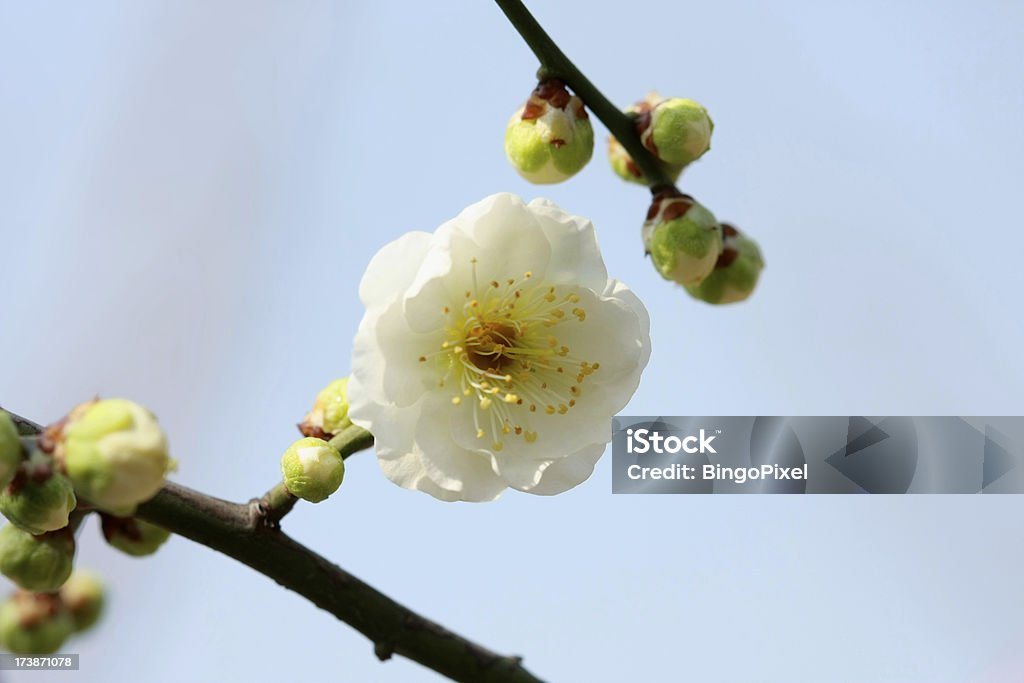 春の梅の花&スカイ - お祝いのロイヤリティフリーストックフォト