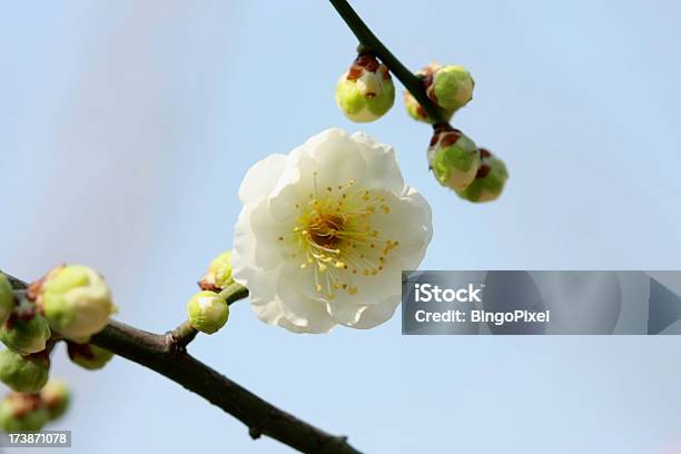 春の梅の花スカイ - お祝いのストックフォトや画像を多数ご用意 - お祝い, アジアおよびインド民族, アジア大陸