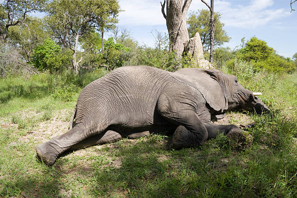 African Elephant Resting stock photo