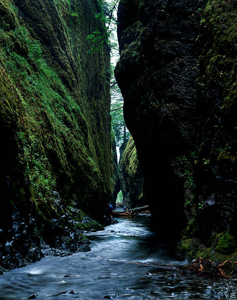 River running through moss and fern covered Oneonta Gorge stock photo