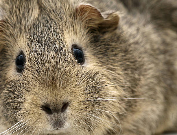 Cropped portrait of grey guinea pig