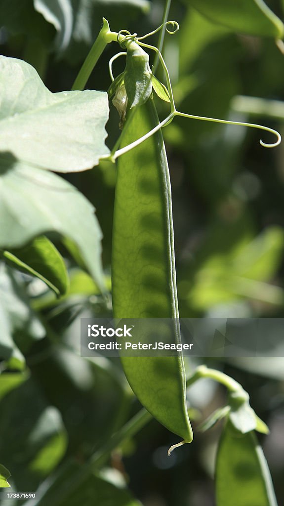 Single Erbsenschote-Hintergrundbeleuchtung - Lizenzfrei Entwicklung Stock-Foto