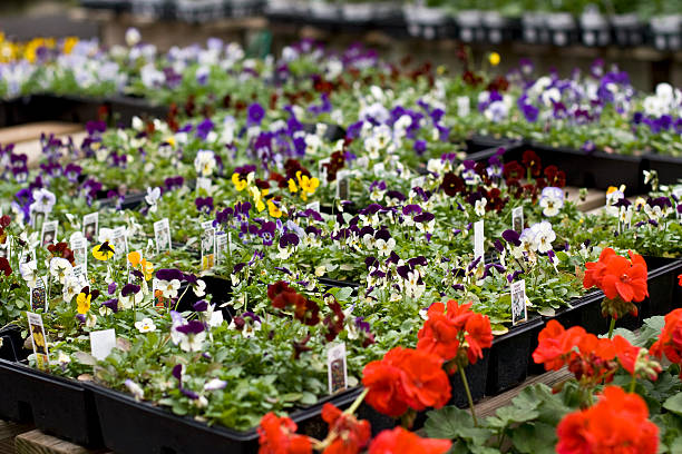 Pansies at a garden center stock photo