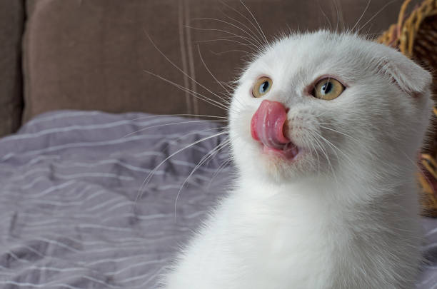 istock A white Scottish Fold kitten stuck out its tongue 1738717780