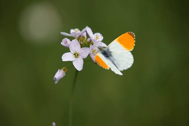 Beautiful butterfly stock photo