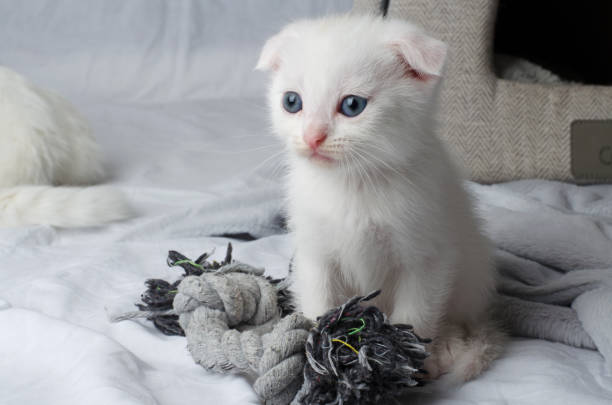 istock White Scottish fold kitten with blue eyes on a light background with a cat toy 1738718964
