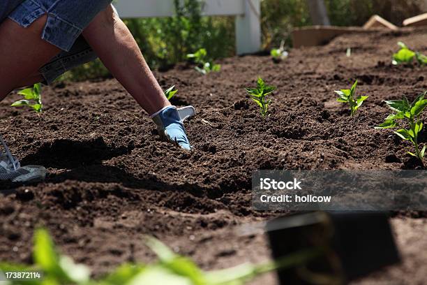 プランティングはより良い明日 - 1人のストックフォトや画像を多数ご用意 - 1人, Green Thumb 英語の慣用句, かがむ