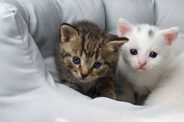 istock Two Siberian kittens and a white kitten 1738721839