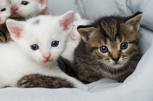 Two Siberian kittens and a white kitten are sitting together and looking at the camera. Two cute funny kittens