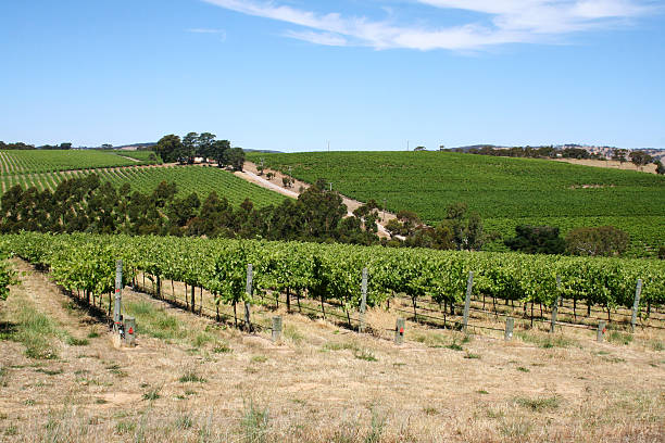 istock Vineyards in dry field 173872344