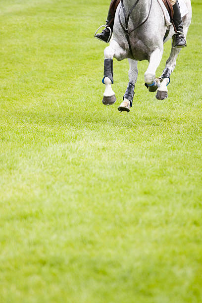 Foto de Cavalo Pulando Uma Cerca e mais fotos de stock de Cross-country  equestre - Cross-country equestre, Cavalo - Família do cavalo, Cavalgar -  iStock