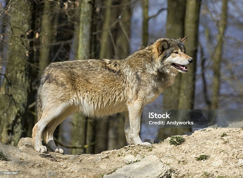 Lachen Wolf - Lizenzfrei Baum Stock-Foto