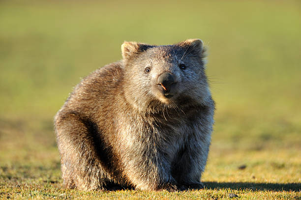 wombat - wombat stock-fotos und bilder