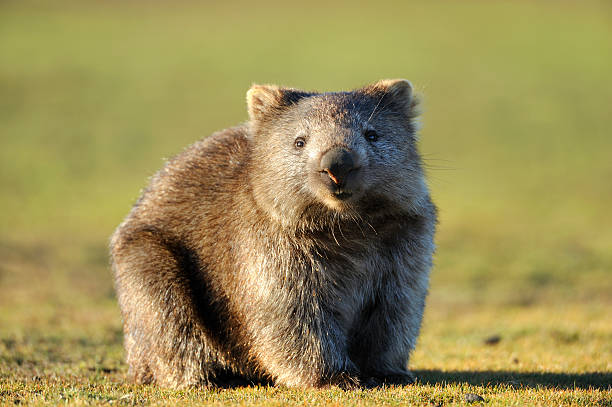 wombat - wombat animal mammal marsupial fotografías e imágenes de stock