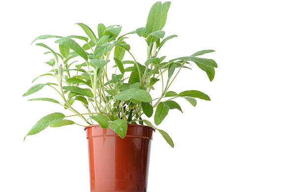 istock Green Sage Plant in Pot 173872744
