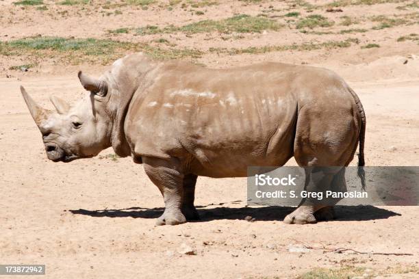 Photo libre de droit de Rhinocéros banque d'images et plus d'images libres de droit de Rhinocéros noir - Rhinocéros noir, Vue latérale, Animal vertébré