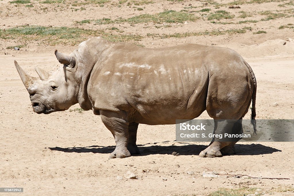 Rinocerontes - Foto de stock de Rinoceronte Preto royalty-free
