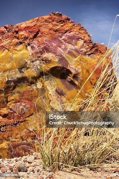 Petrified Wood Fossil Triassic Chinle Archaeology Stock Photo - Download Image Now - Ancient, Archaeology, Arid Climate