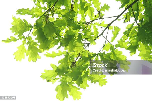 Oak Hojas De Foto de stock y más banco de imágenes de Agarrar - Agarrar, Azul, Cielo