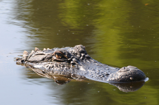 American Alligator Swimming in the Lilypads in a Lake in Central Florida