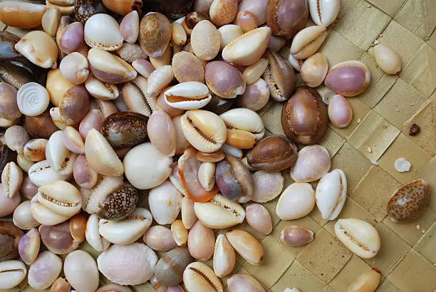 Many types of cowrie shells scattered on a woven mat.