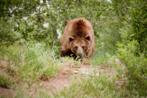 This Grizzly or Brown Bear takes an aggressive attack stance along the trail he carved out at the local zoo.