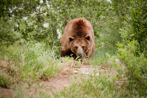 Grizzly Bear takes an agressive stance along the trail stock photo