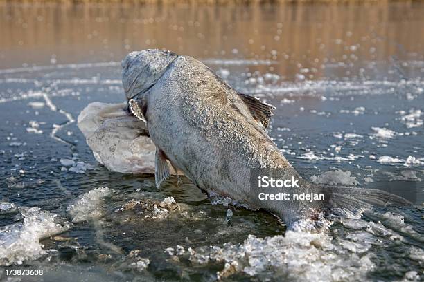 Ultracongelados Foto de stock y más banco de imágenes de Animal - Animal, Animal muerto, Fotografía - Imágenes