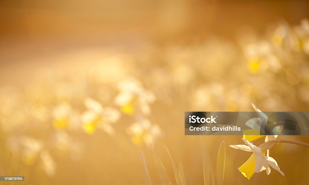 Retroilluminazione daffodils - Foto stock royalty-free di Narciso - Liliacee