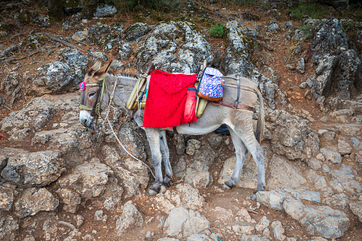 donkey and foal waiting for trekking