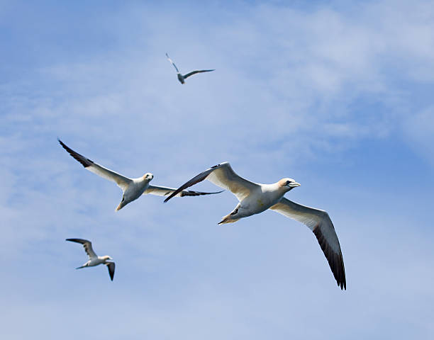 istock Four Northern Gannets - Morus bassanus 173873878