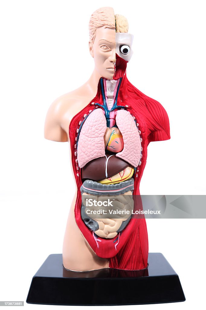 Modello medico - Foto stock royalty-free di Anatomia interna