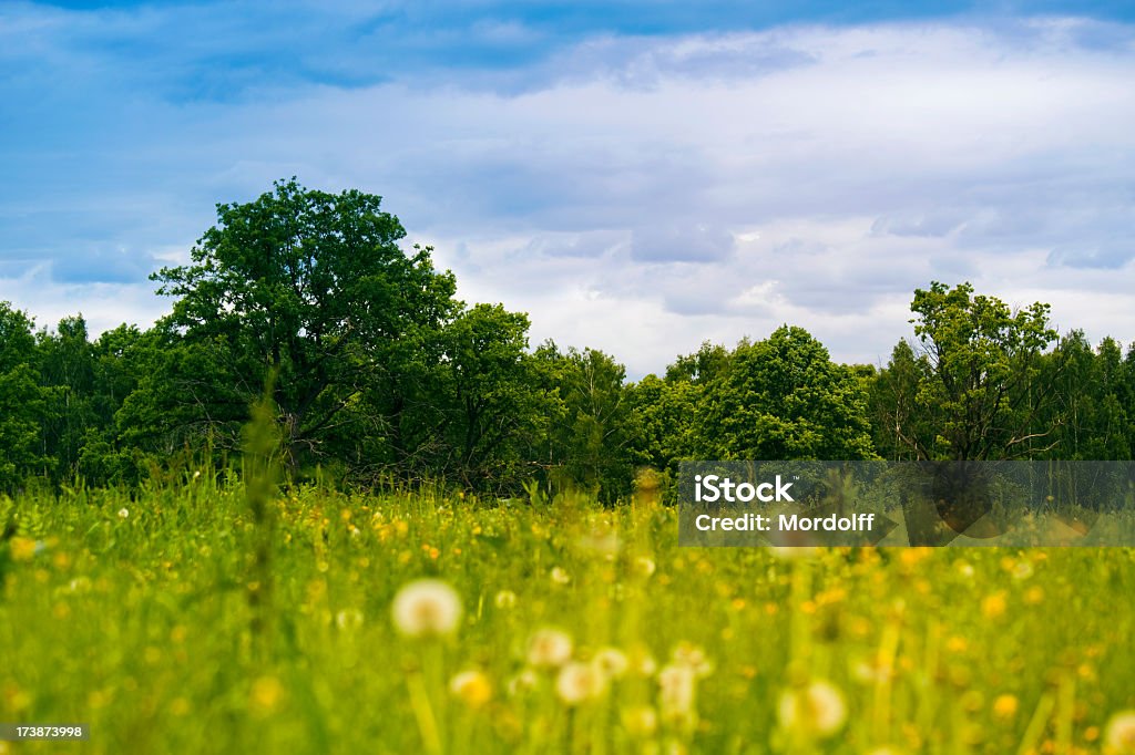 Sommer-Landschaft mit Löwenzahn Wiese - Lizenzfrei Baum Stock-Foto