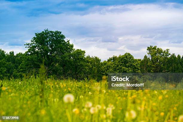 Sommerlandschaft Mit Löwenzahn Wiese Stockfoto und mehr Bilder von Baum - Baum, Bildhintergrund, Blume