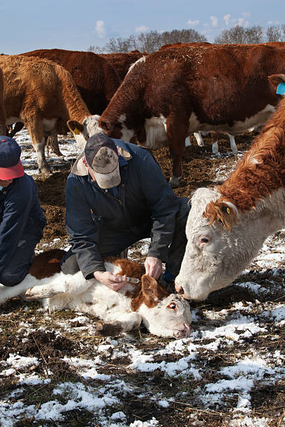 農家処理のふくらはぎ - domestic cattle calf mother field ストックフォトと画像