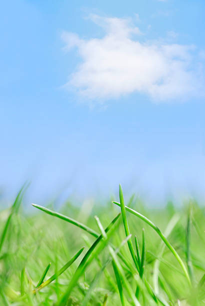 istock Fresh green blades of grass under blue summer sky 173874073