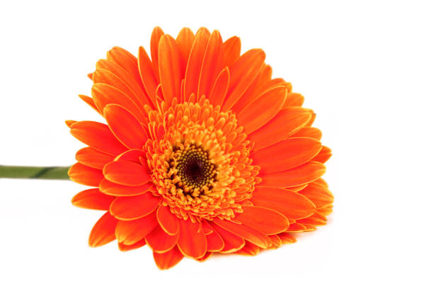 гербера на белом. - perfection gerbera daisy single flower flower стоковые фото и изображения