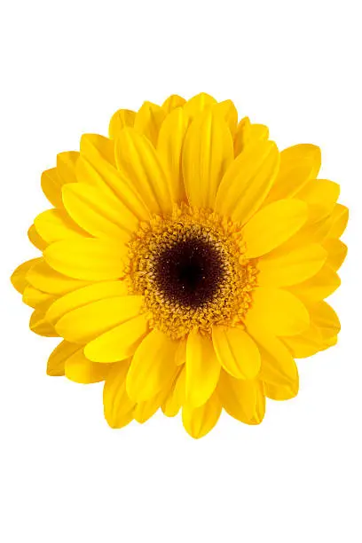 Photo of Gerbera daisy