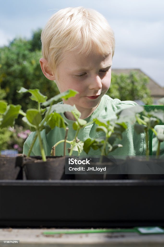 野菜を植える - 6歳から7歳のロイヤリティフリーストックフォト