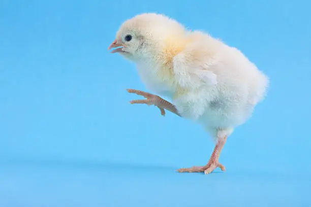Cute baby chicken marching.
