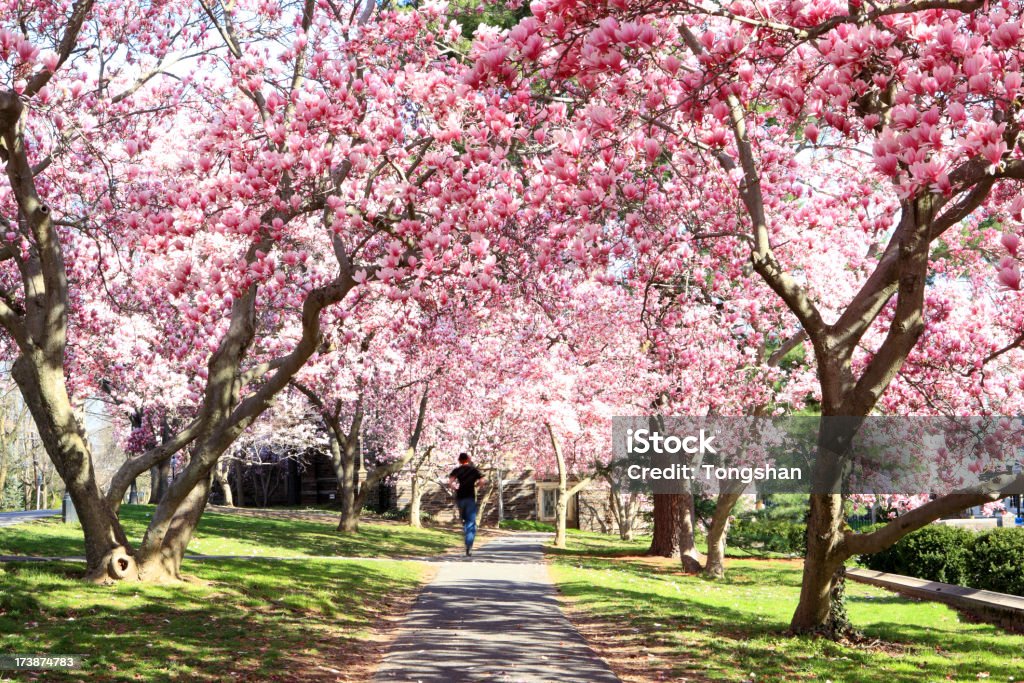 Magnolia blossom Magnolia Stock Photo