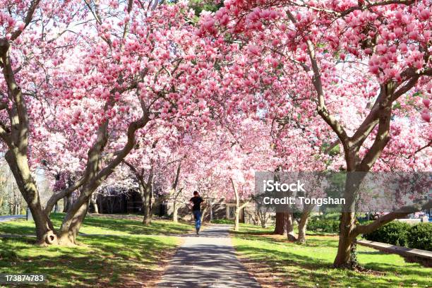 Магнолия Blossom — стоковые фотографии и другие картинки Магнолия - Магнолия, Дерево, Бегать
