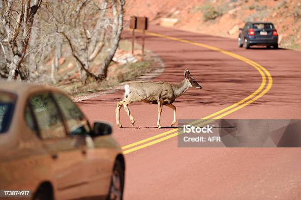 Calle Cruce De Ciervos Una Foto de stock y más banco de imágenes de Choque - Choque, Ciervo, Coche