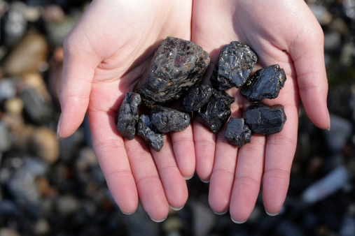 Hands full of fossil fuel coal.More coal and shale with fossilized ferns