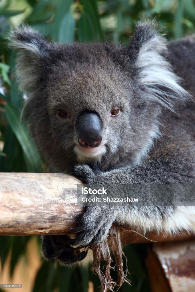 koala - Foto stock royalty-free di Albero